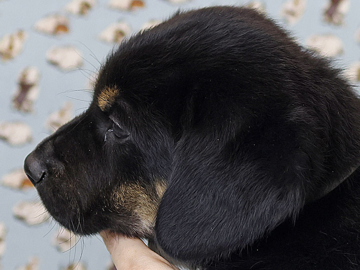 chinook puppy